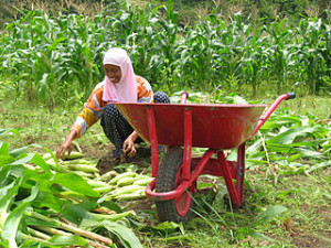 320px-Crop_harvest_in_Indonesia