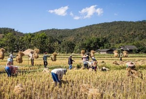 Rice_farmers_Thailand