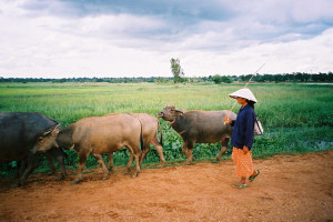 Thai agriculture