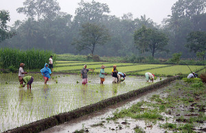 Rice_plantation_in_Java