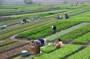 Agriculture_in_Vietnam_with_farmers