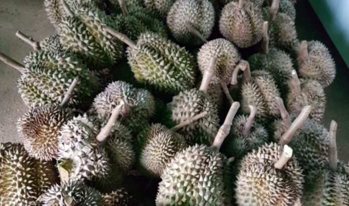 Fresh PH durian soon available in China