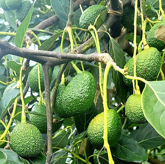 PH Haas avocadoes for export to Korea
