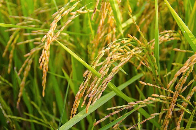 DOF seeks cut in rice tariff